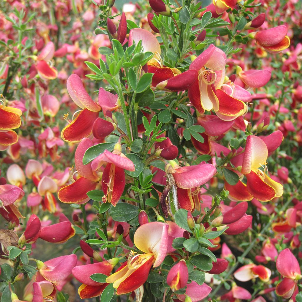 Cytisus Maria Burkwood - Geißklee