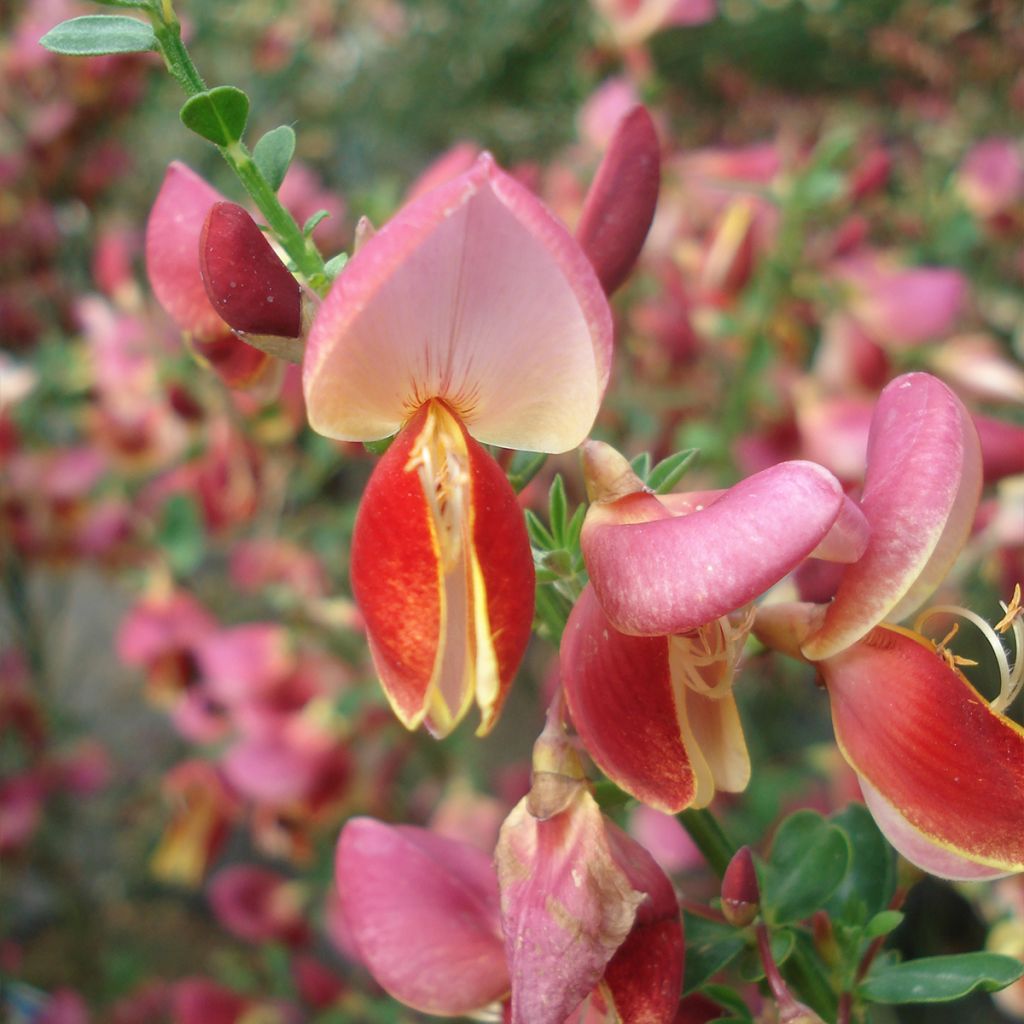 Genêt - Cytisus Maria Burkwood