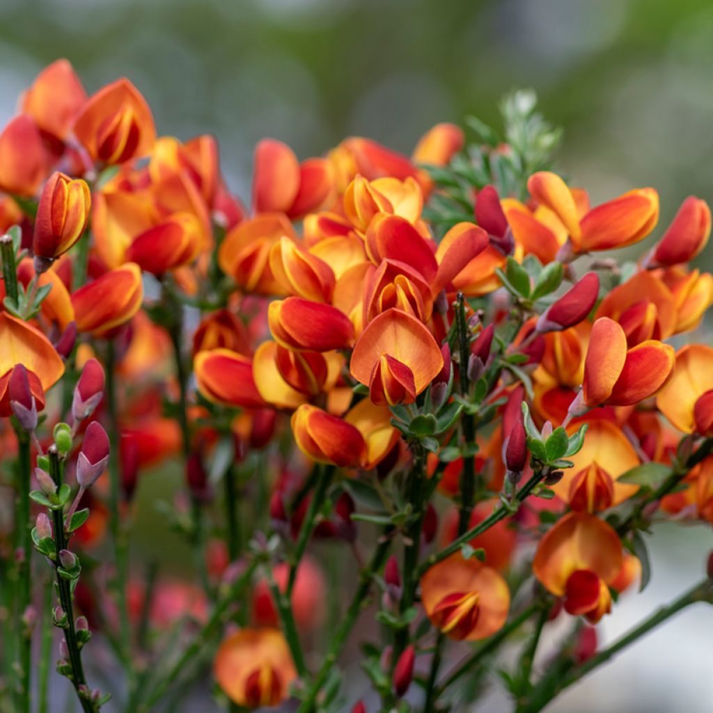 Edelginster Cytisus Lena - Cytisus scoparius