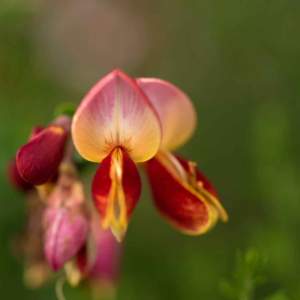 Edelginster Cytisus Lena - Cytisus scoparius