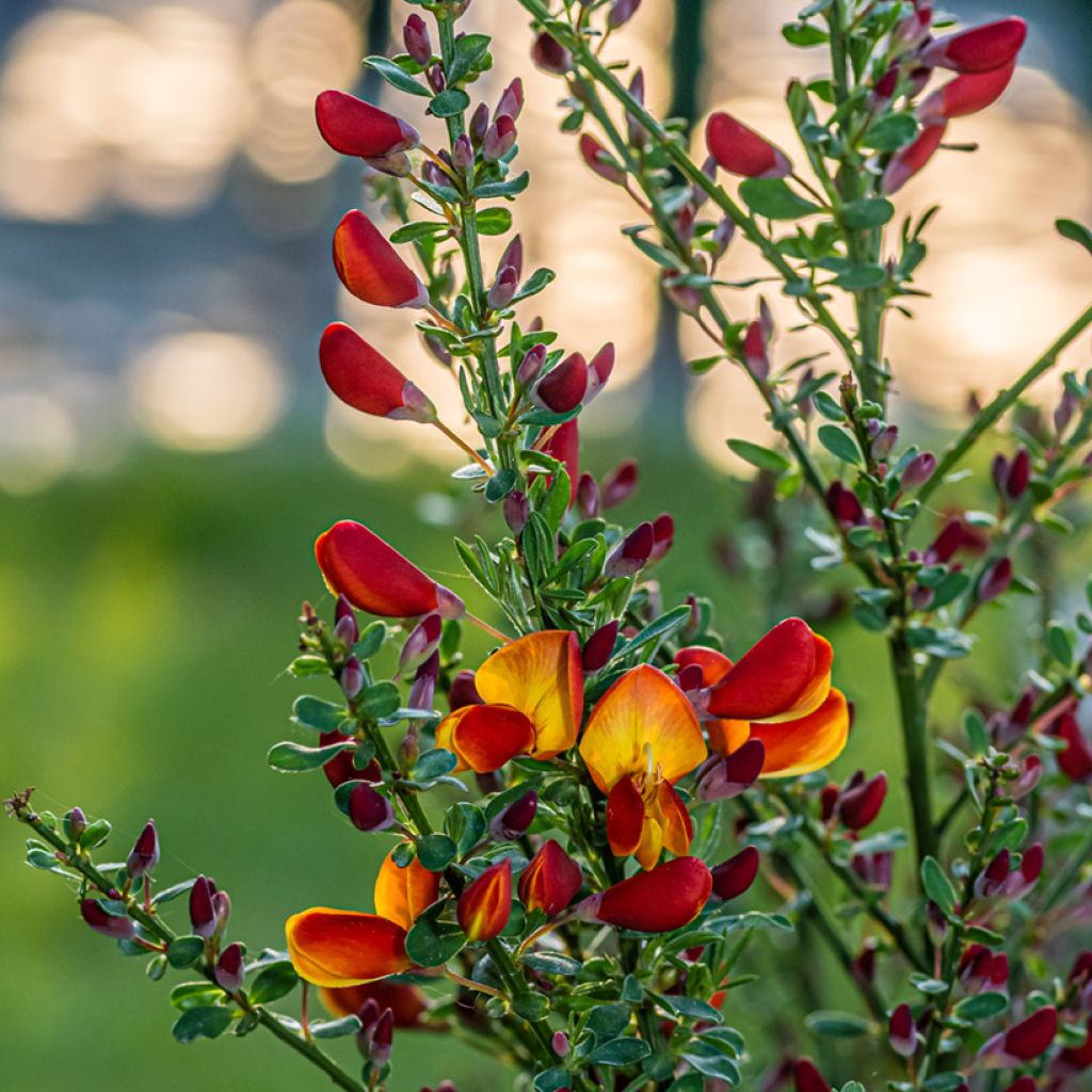 Edelginster Cytisus Lena - Cytisus scoparius