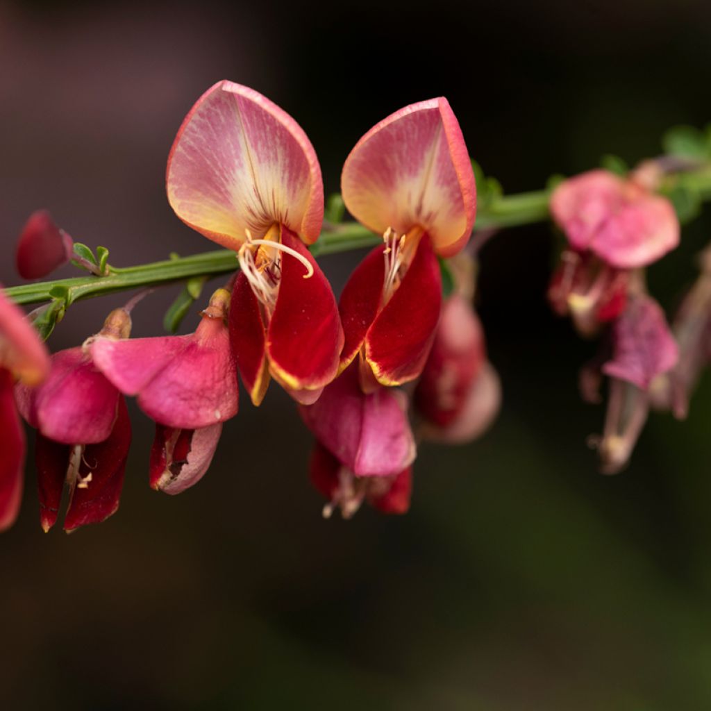 Edelginster Cytisus Lena - Cytisus scoparius