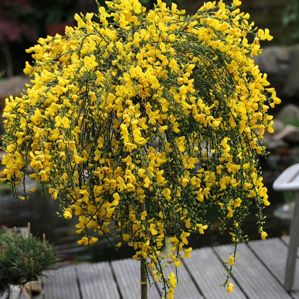 Genêt à balais sur tige - Cytisus scoparius Golden Tears