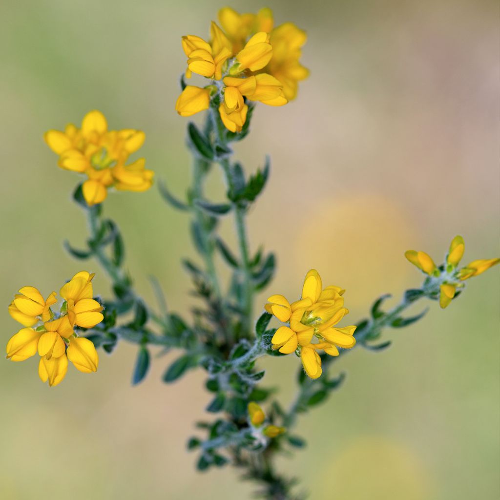 Genêt d'Espagne - Genista hispanica