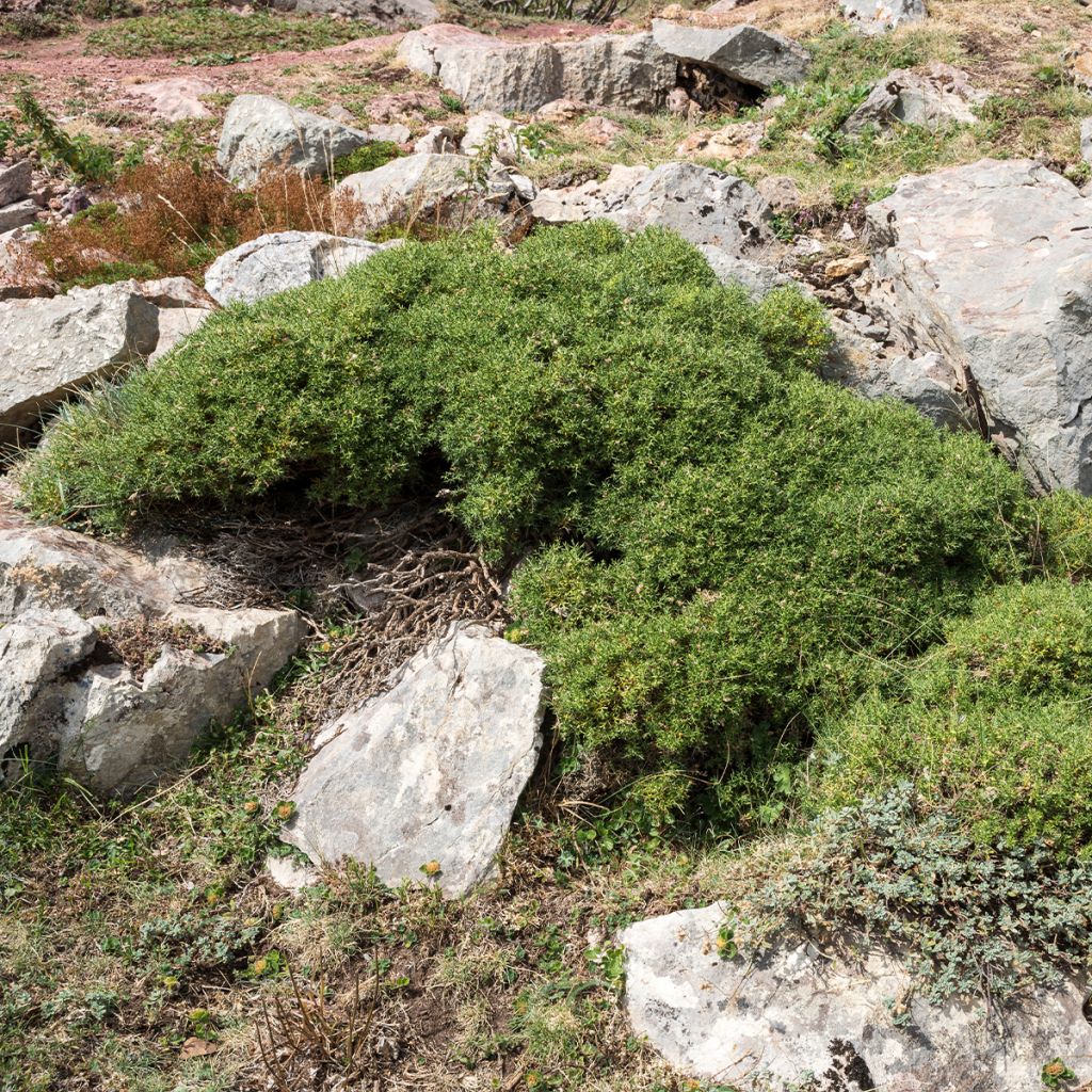 Genêt d'Espagne - Genista hispanica