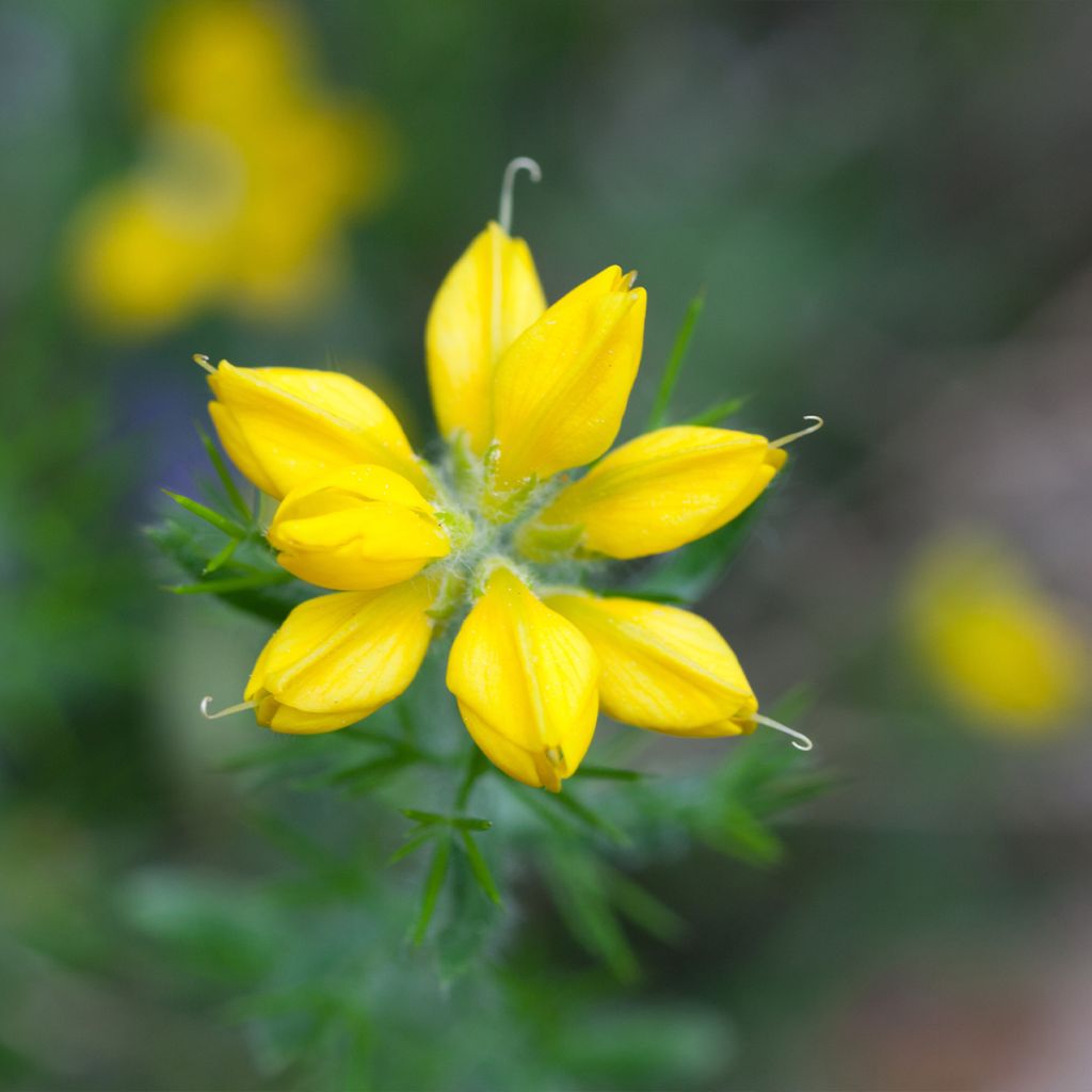 Genêt d'Espagne - Genista hispanica