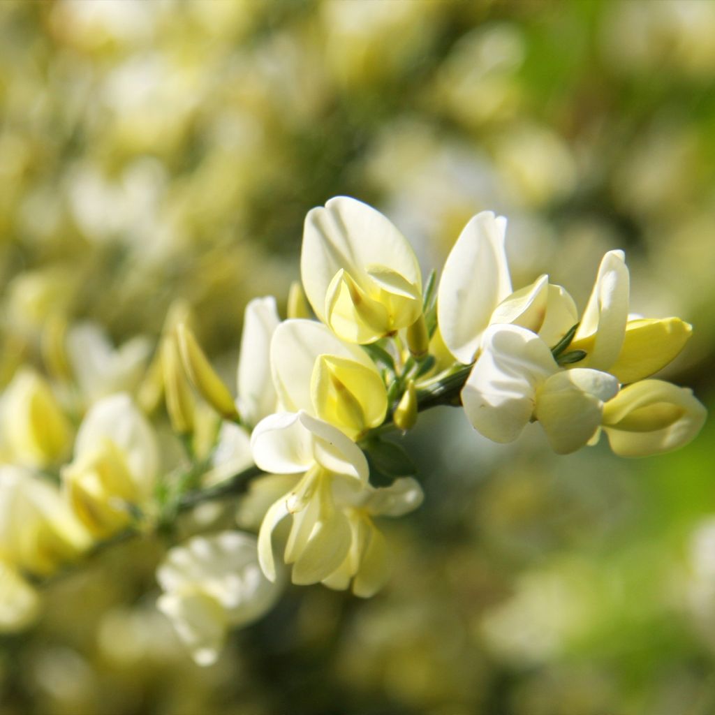 Elfenbeinginster - Cytisus praecox