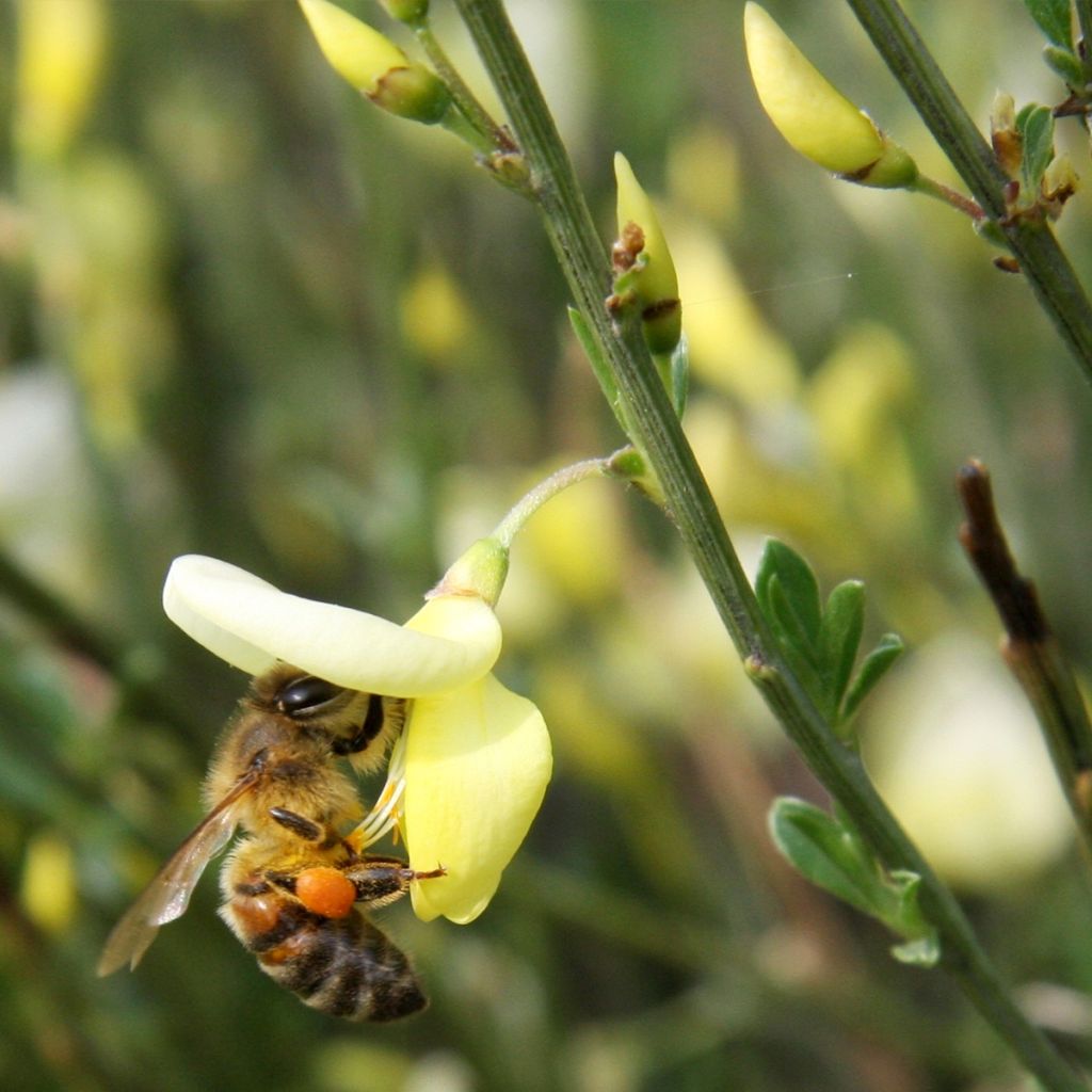 Elfenbeinginster - Cytisus praecox