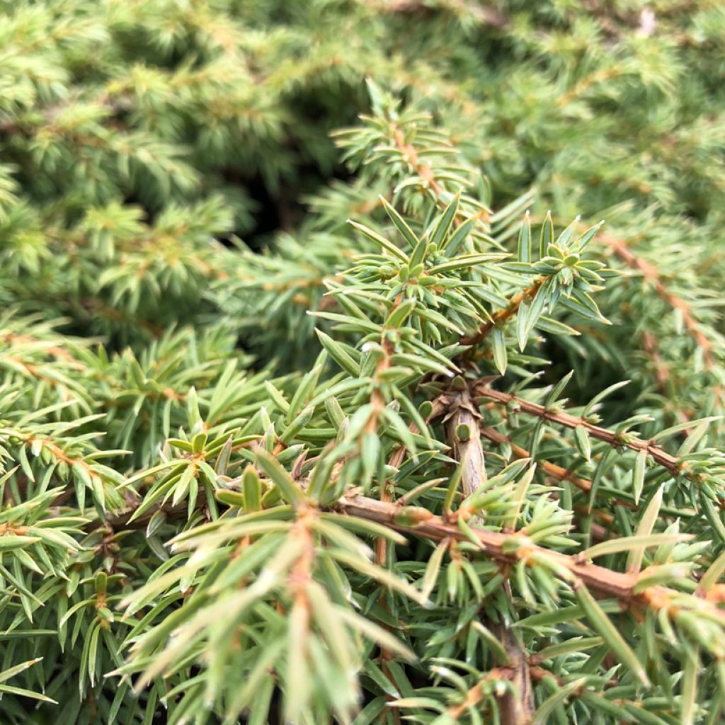 Juniperus communis Green Carpet