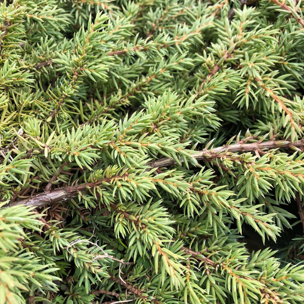 Juniperus communis Green Carpet