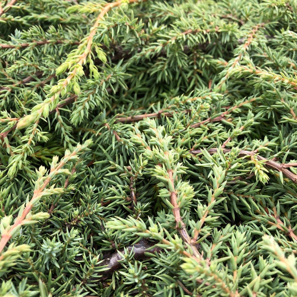 Juniperus communis Green Carpet