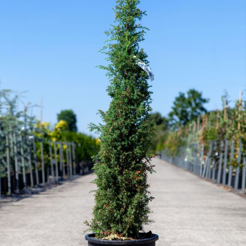 Juniperus communis Pyramidalis