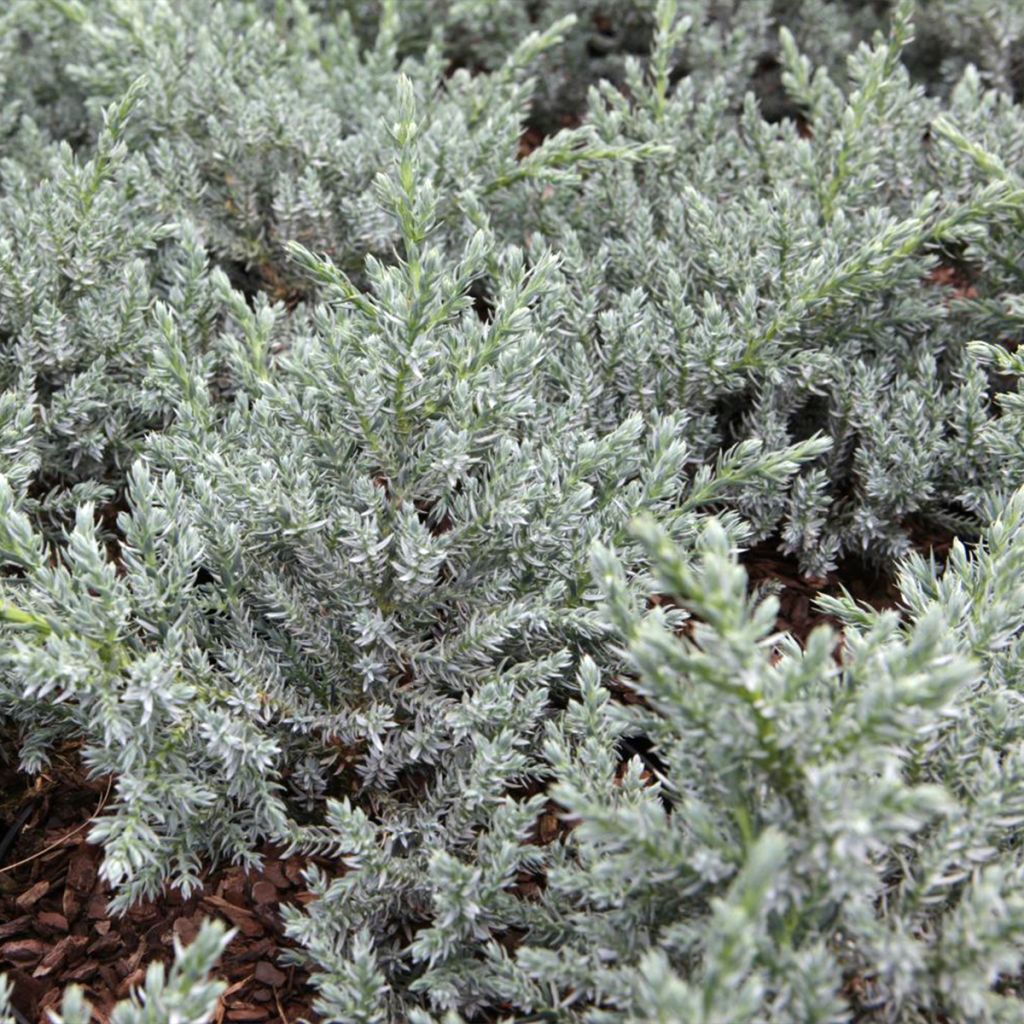 Juniperus squamata Tropical Blue