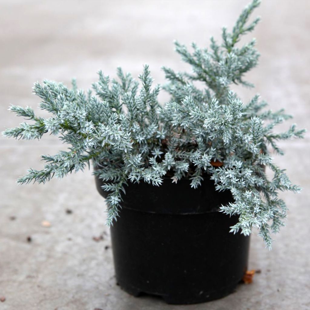 Juniperus squamata Tropical Blue