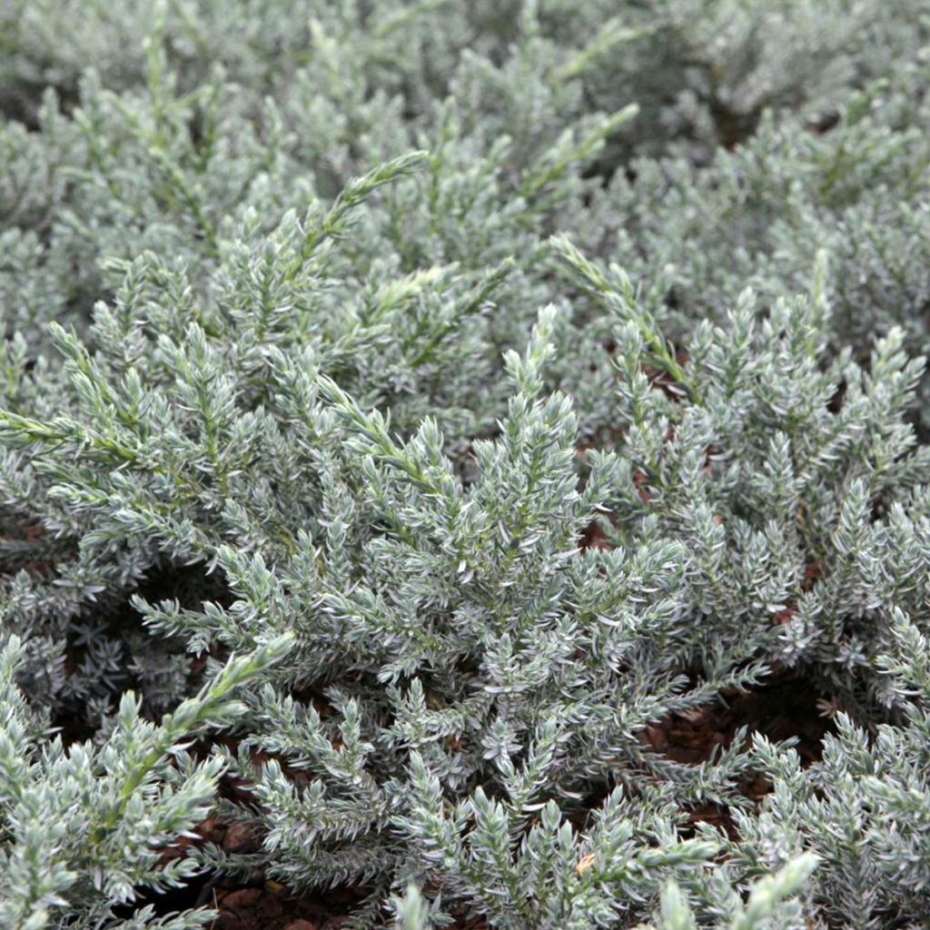 Juniperus squamata Tropical Blue