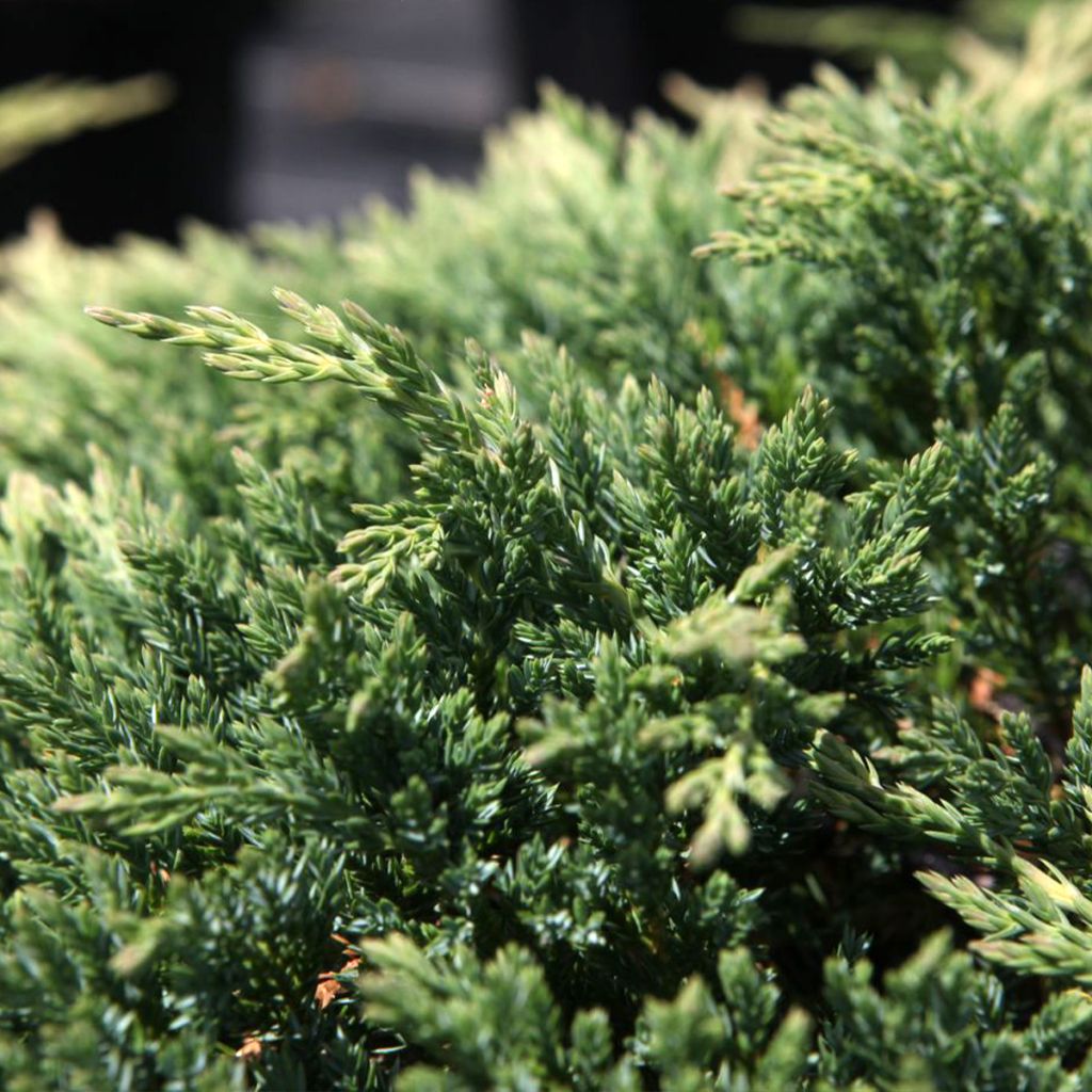 Juniperus horizontalis Prince Of Wales