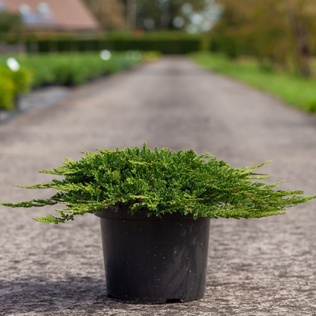 Juniperus horizontalis Prince Of Wales