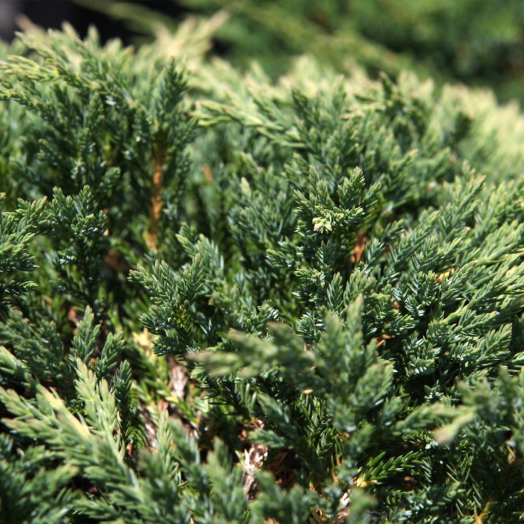 Juniperus horizontalis Prince Of Wales