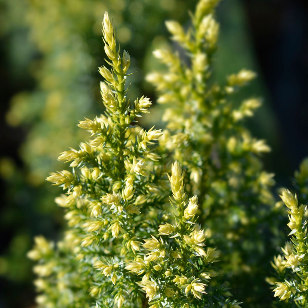 Juniperus pingii Hulsdonk Yellow