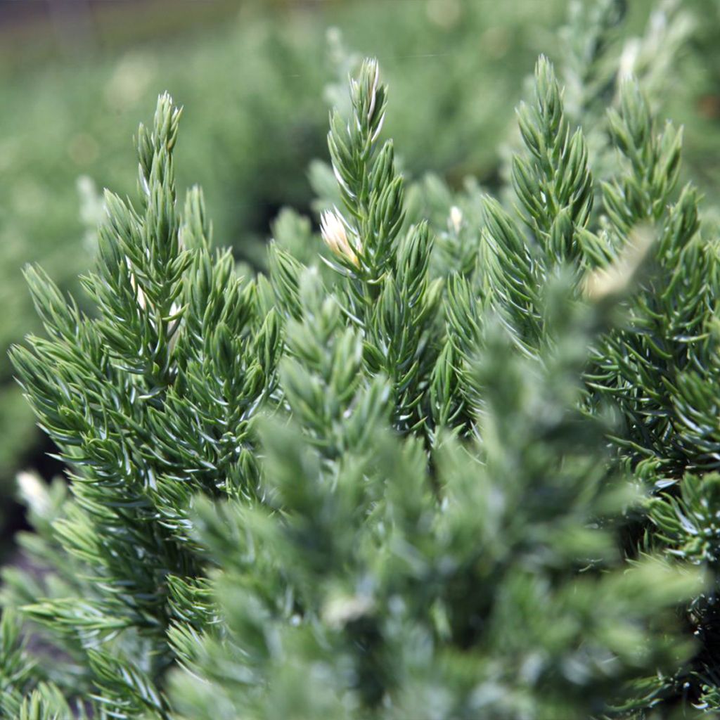 Genévrier rampant panaché - Juniperus chinensis Expansa Variegata