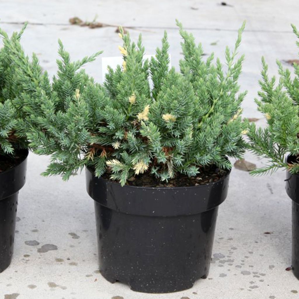 Genévrier rampant panaché - Juniperus chinensis Expansa Variegata