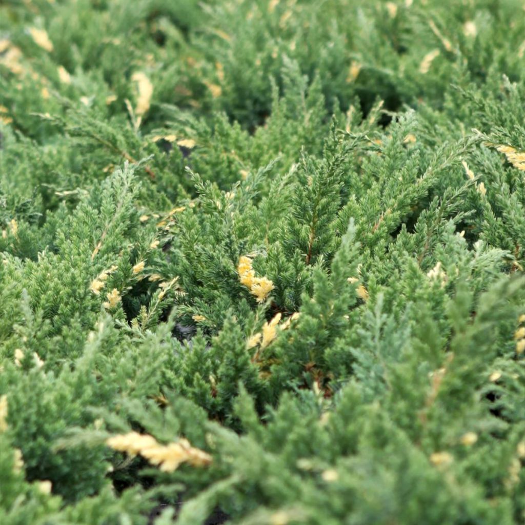 Genévrier rampant panaché - Juniperus chinensis Expansa Variegata