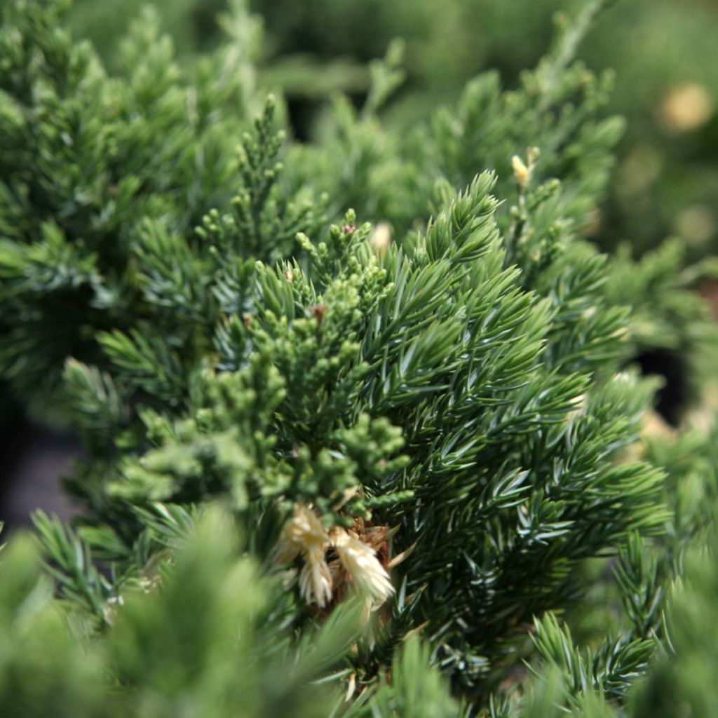 Genévrier rampant panaché - Juniperus chinensis Expansa Variegata