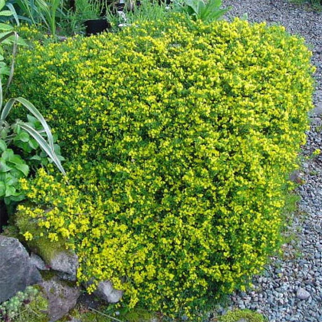 Behaarter Ginster Vancouver Gold - Genista pilosa