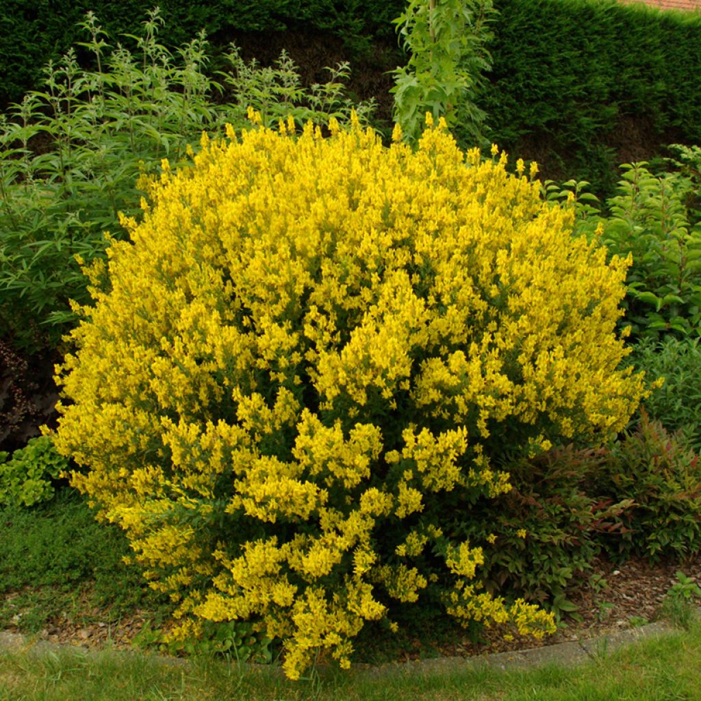 Genista tinctoria - Genêt des teinturiers