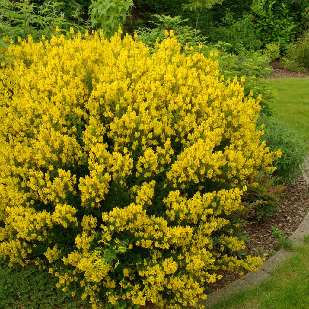 Färber-Ginster - Genista tinctoria