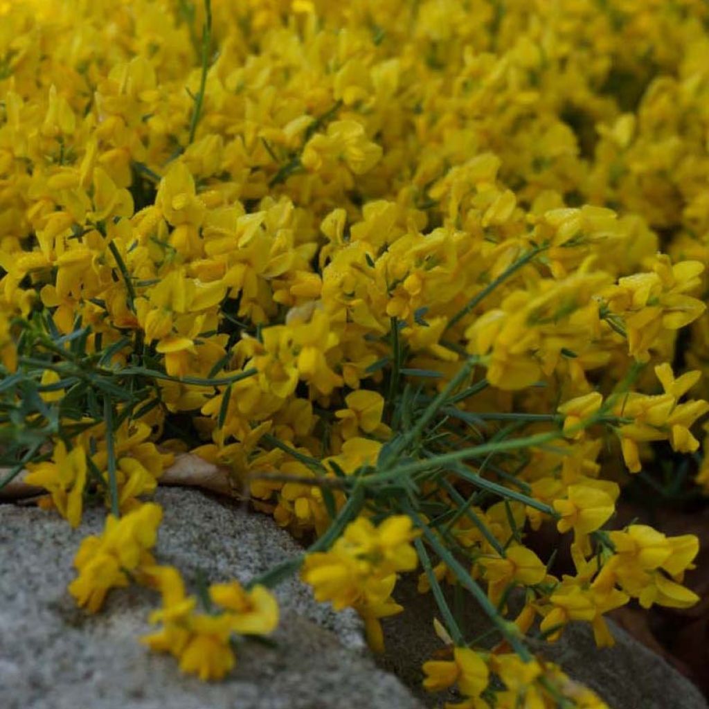 Färber-Ginster Royal Gold - Genista tinctoria