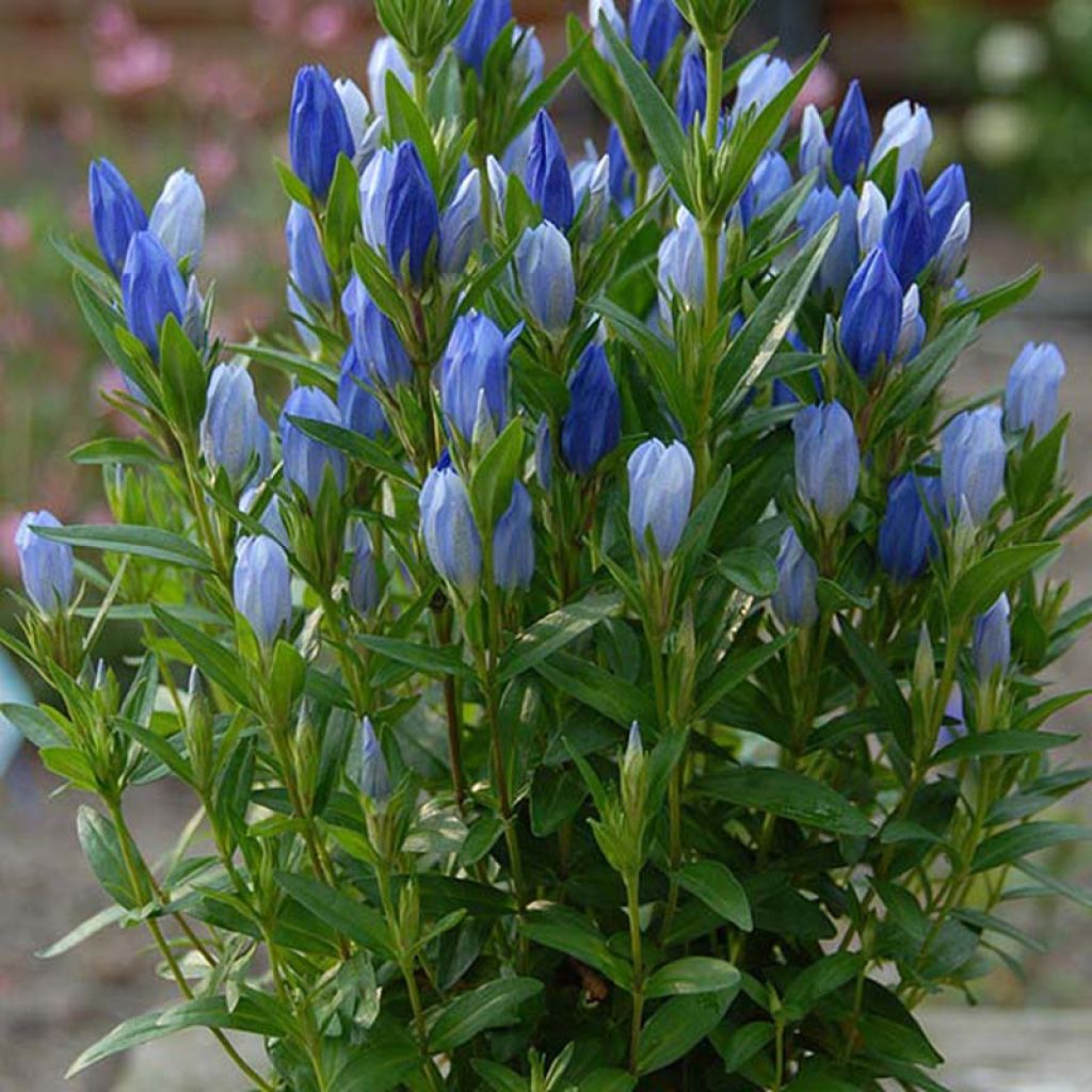 Gentiana makinoi Blue Star - Enzian