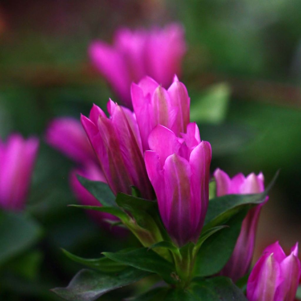 Gentiana hybrida Little Pinkie - Enzian