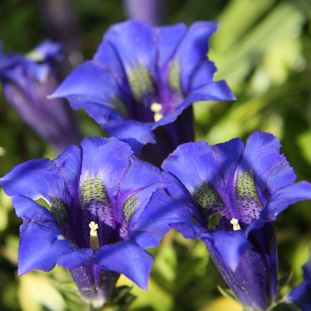 Gentiana acaulis - Kochscher Enzian