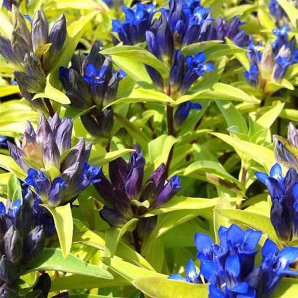 Gentiana cruciata - Kreuz-Enzian