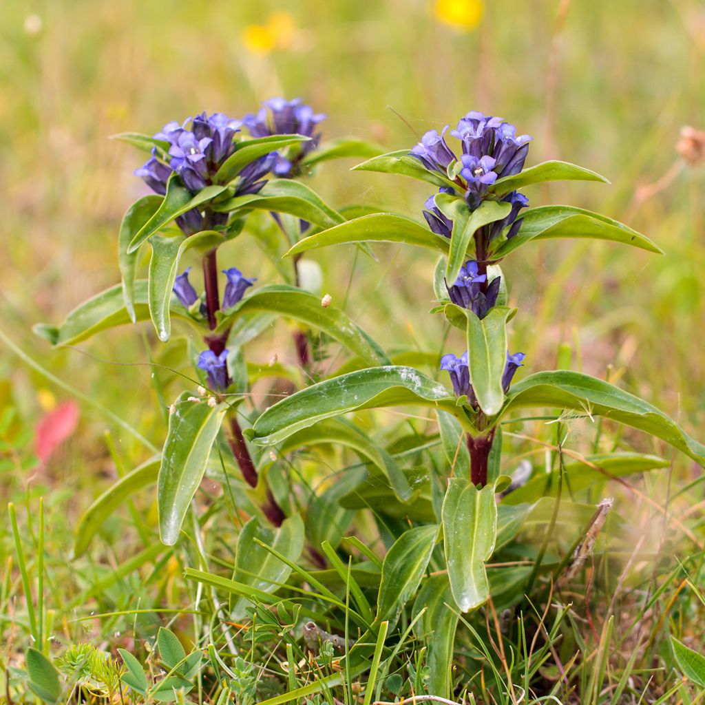 Gentiana cruciata - Kreuz-Enzian