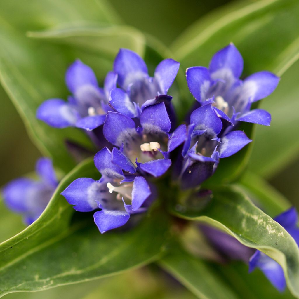 Gentiana cruciata - Kreuz-Enzian