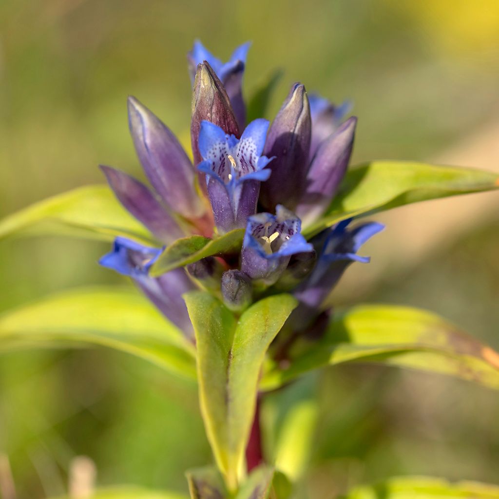 Gentiana cruciata - Kreuz-Enzian