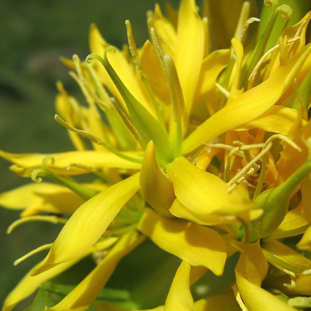 Gentiana lutea - Gelber Enzian