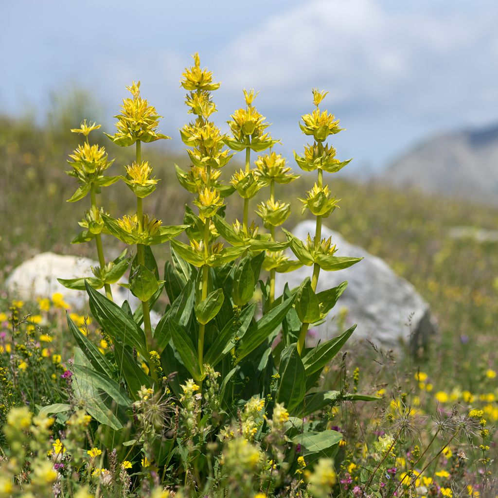 Gentiana lutea - Gelber Enzian