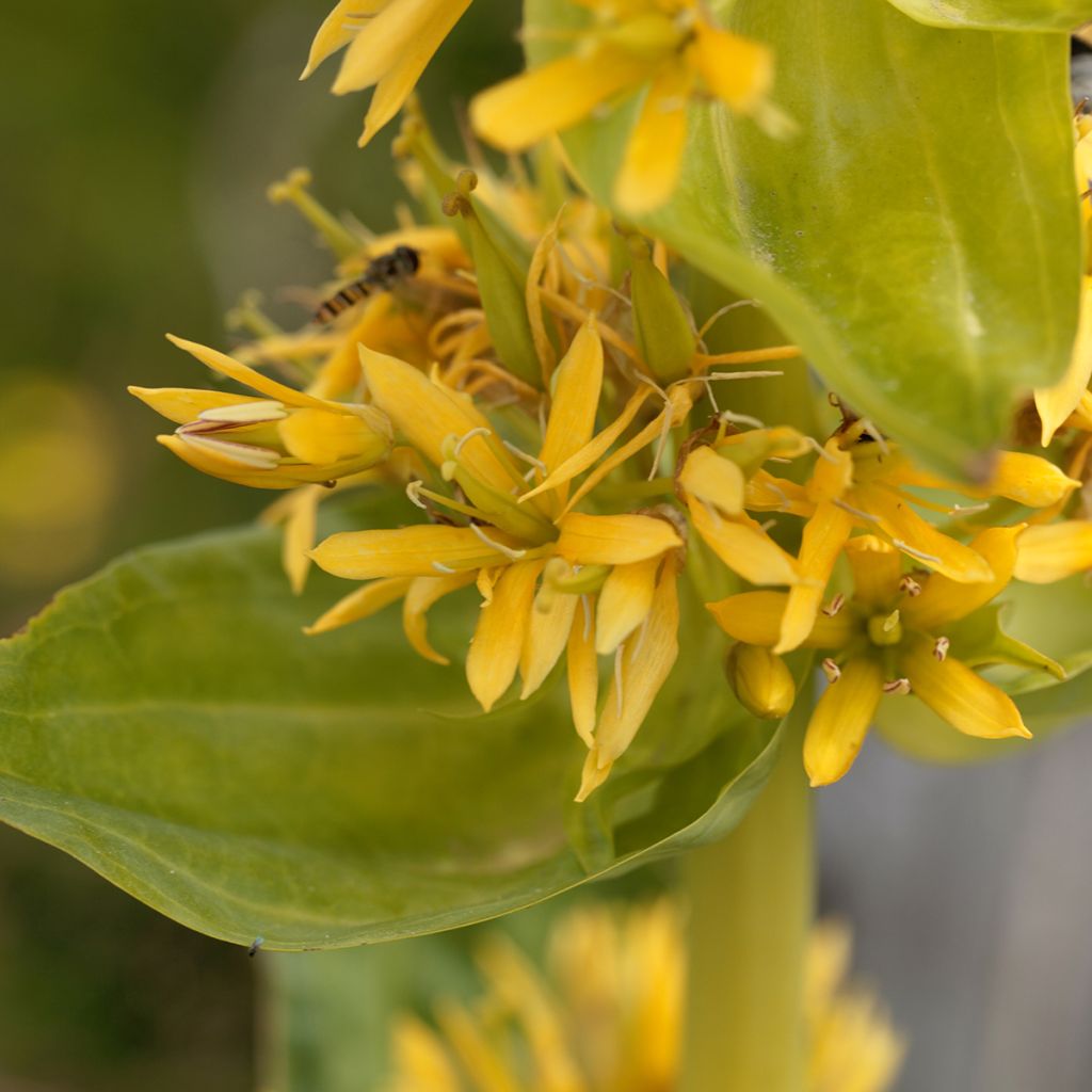 Gentiana lutea - Gelber Enzian