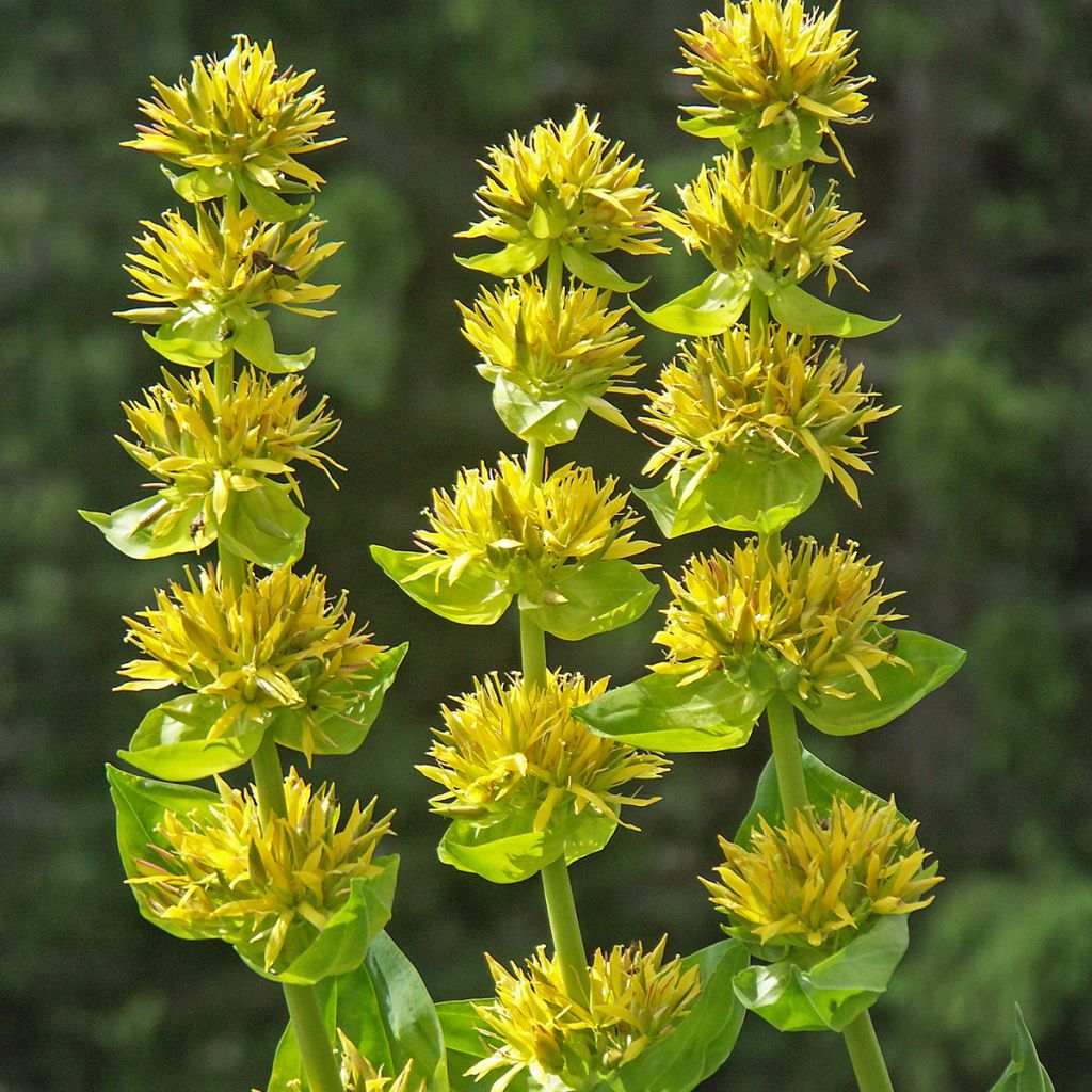 Gentiana lutea - Gelber Enzian