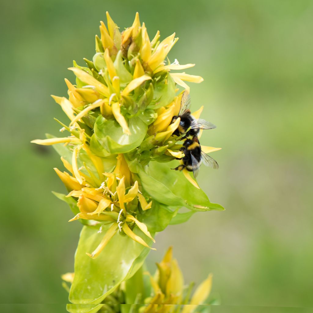 Gentiana lutea - Gelber Enzian