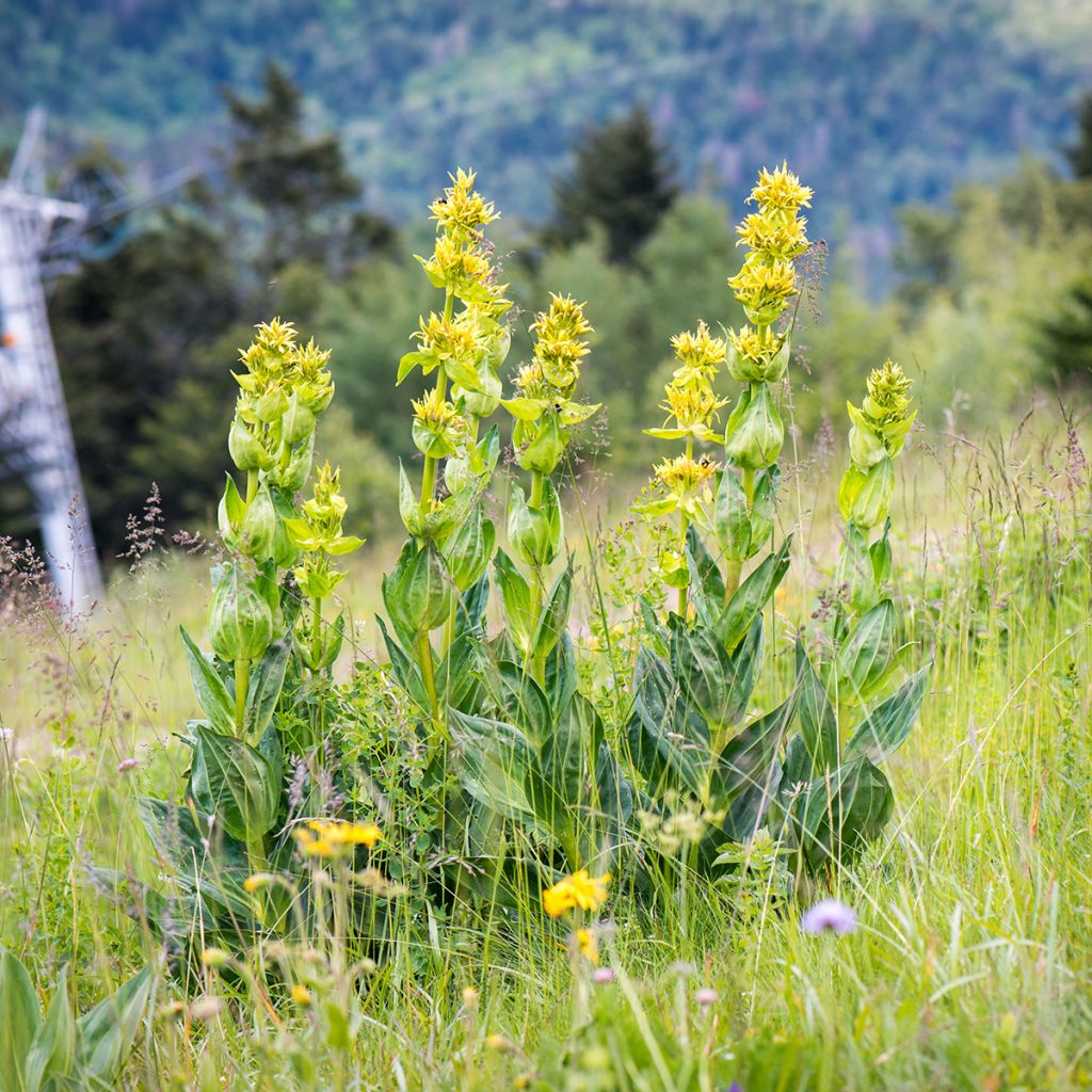 Gentiana lutea - Gelber Enzian