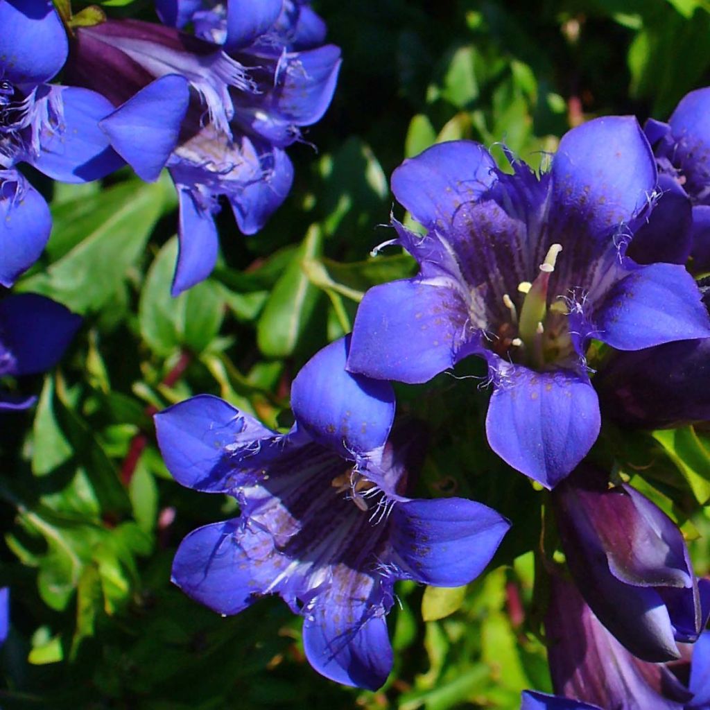 Gentiana septemfida var. lagodechiana - Kaukasus-Enzian