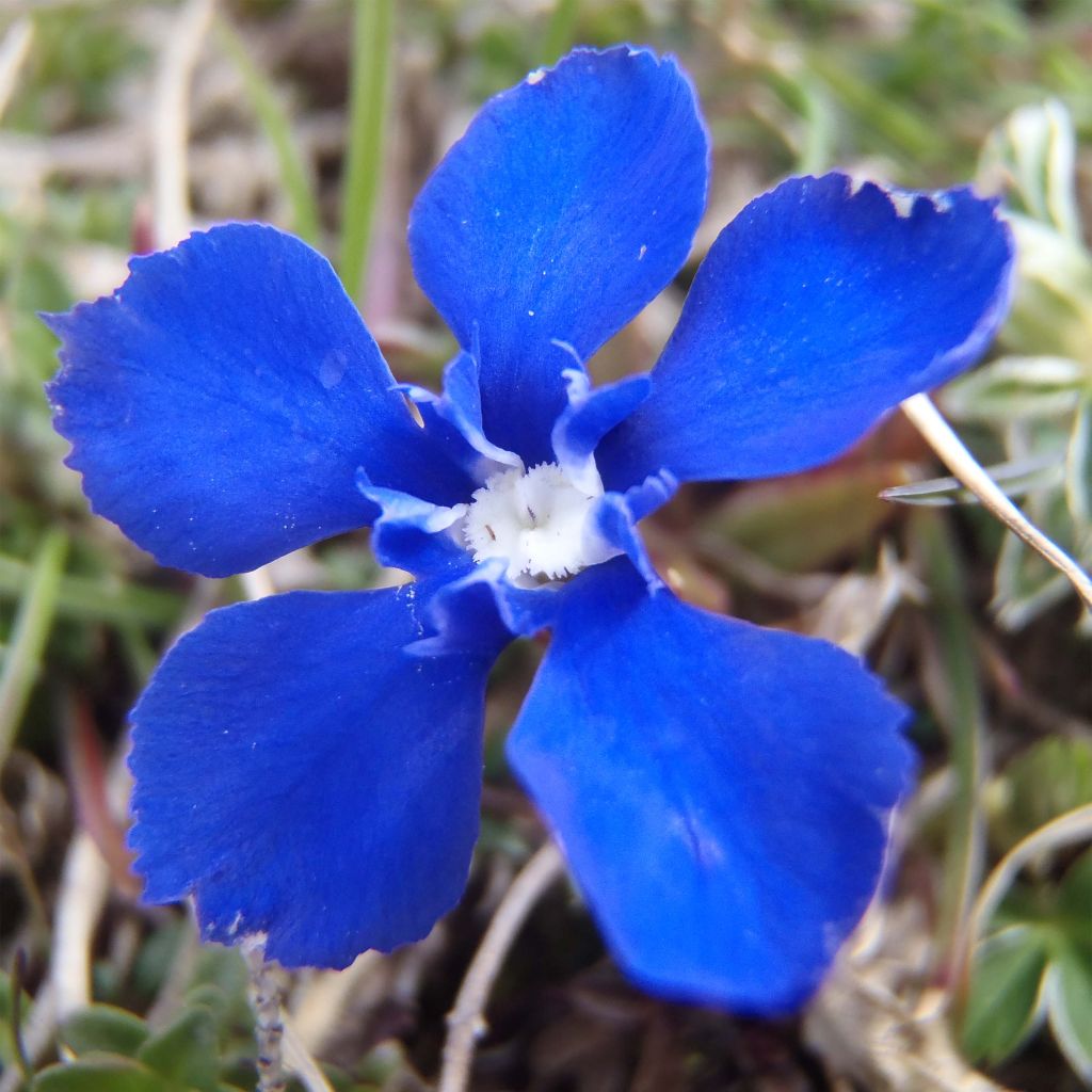 Gentiana verna - Frühlings-Enzian