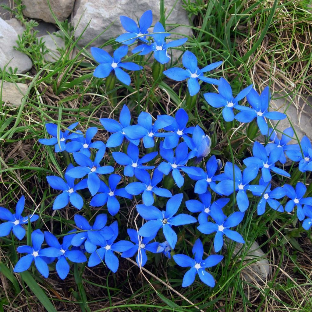 Gentiana verna - Gentiane de printemps