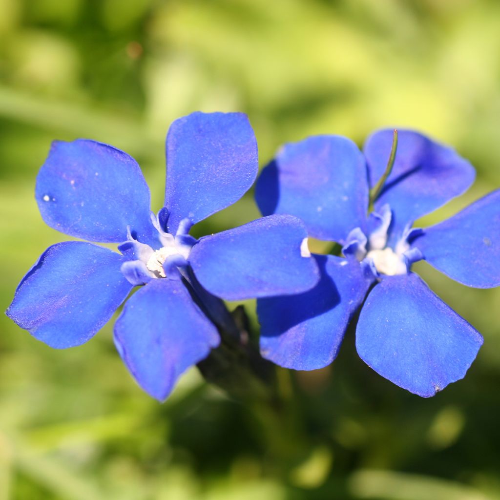 Gentiana verna - Frühlings-Enzian