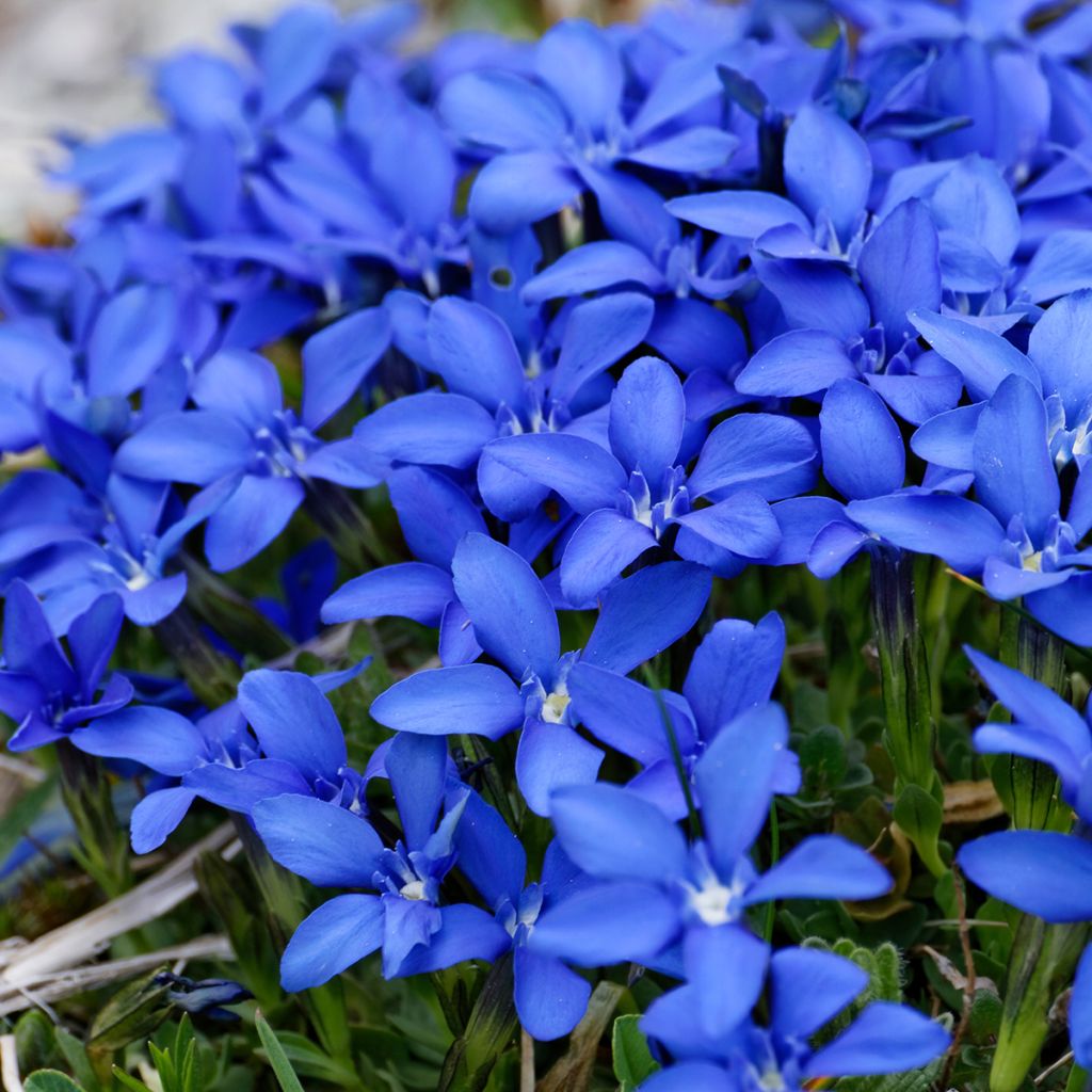 Gentiana verna - Frühlings-Enzian