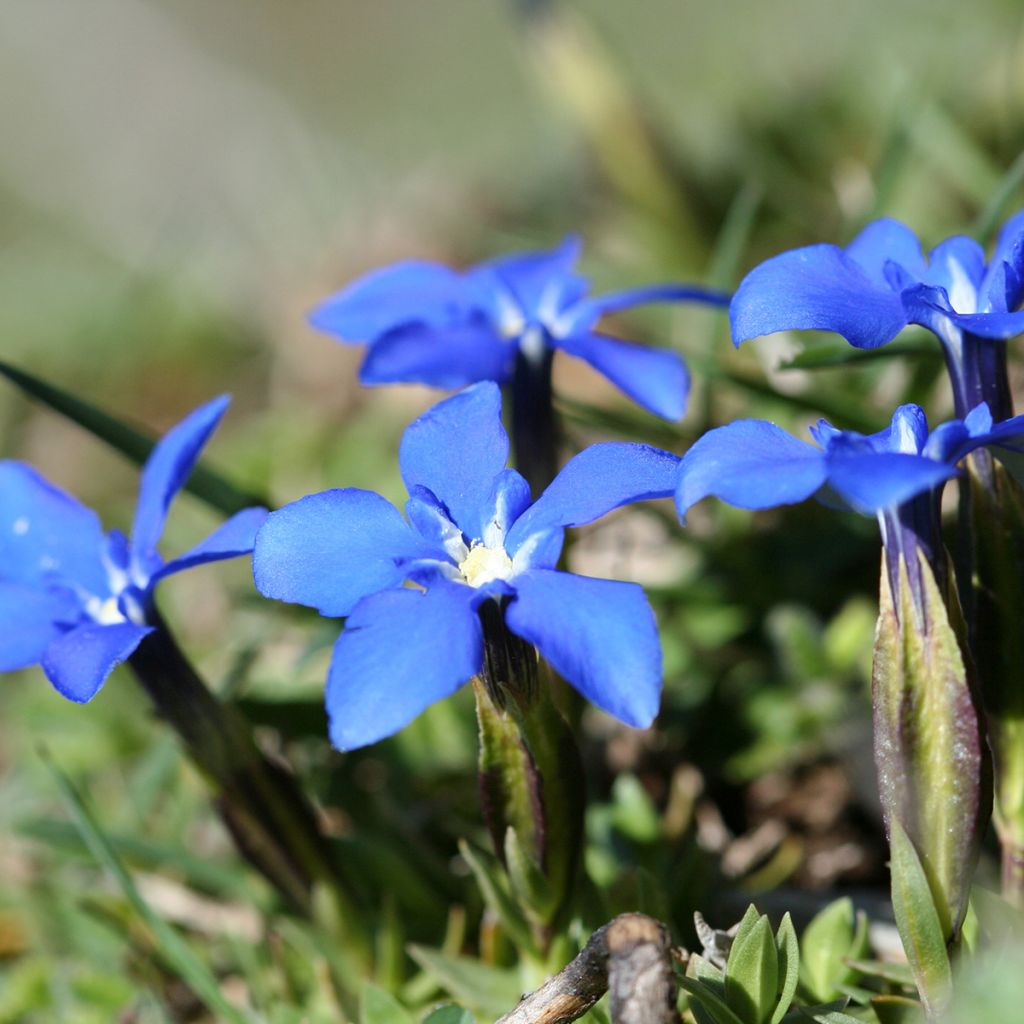 Gentiana verna - Frühlings-Enzian